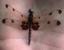 Attēlu rezultāti vaicājumam “Cordulidae”