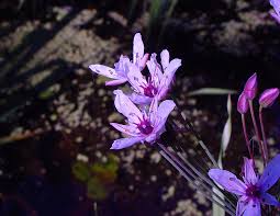 Attēlu rezultāti vaicājumam “Butomaceae”