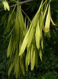 Attēlu rezultāti vaicājumam “Fraxinus pennsylvanica male flower”