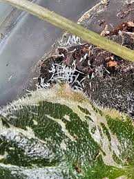 Attēlu rezultāti vaicājumam “Tilachlidium brachiatum”