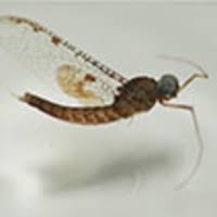 Attēlu rezultāti vaicājumam “Siphlonurus male”