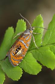 Attēlu rezultāti vaicājumam “Olethreutes arcuella”