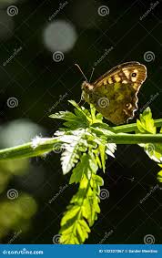 Attēlu rezultāti vaicājumam “Pararge aegeria upperside”