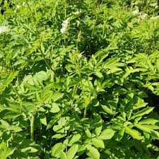 Attēlu rezultāti vaicājumam “Chaerophyllum aromaticum”