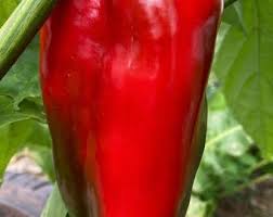 Afbeeldingsresultaat voor kosmonaut volkov 68D tomato