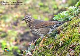 Image result for Zoothera sibirica