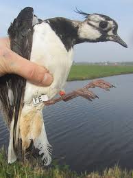 Attēlu rezultāti vaicājumam “Vanellus vanellus adult”