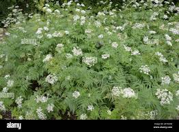 Image result for Chaerophyllum aureum