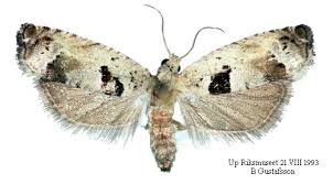 Attēlu rezultāti vaicājumam “Epinotia ramella”