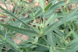 Attēlu rezultāti vaicājumam “Silene vulgaris leaf”