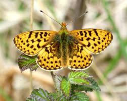 Attēlu rezultāti vaicājumam “Clossiana euphrosyne upperside”