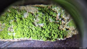 Attēlu rezultāti vaicājumam “Pleurococcus vulgaris”