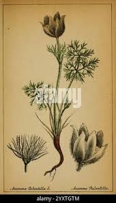 Attēlu rezultāti vaicājumam “Pulsatilla patens leaf”