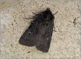 Attēlu rezultāti vaicājumam “Rusina ferruginea”