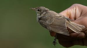 Attēlu rezultāti vaicājumam “Hippolais caligata”