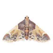 Attēlu rezultāti vaicājumam “Pyralis farinalis”