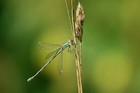 Attēlu rezultāti vaicājumam “Lestes virens”