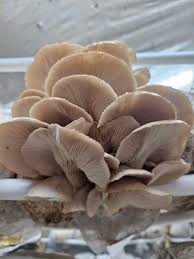 Attēlu rezultāti vaicājumam “Pleurotus ostreatus”