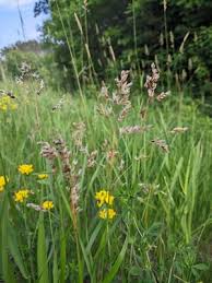Attēlu rezultāti vaicājumam “Hierochloe odorata”