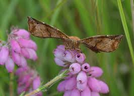 Attēlu rezultāti vaicājumam “Erica tetralix fruit”