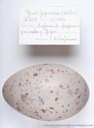 Attēlu rezultāti vaicājumam “Grus grus eggs”