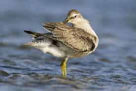 Attēlu rezultāti vaicājumam “Calidris canutus”