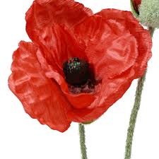 Image result for Mohn