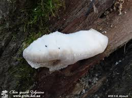 Attēlu rezultāti vaicājumam “Aurantiporus fissilis”