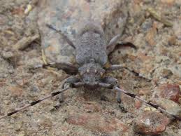 Attēlu rezultāti vaicājumam “Acanthocinus aedilis”