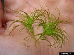 Attēlu rezultāti vaicājumam “Najas minor”