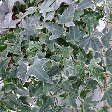 Attēlu rezultāti vaicājumam “Hedera helix  leaf”