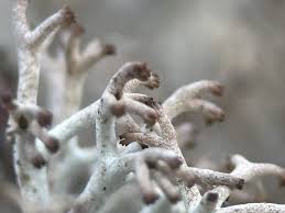 Attēlu rezultāti vaicājumam “Cladonia rangiferina”