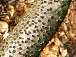 Attēlu rezultāti vaicājumam “Diatrype disciformis”