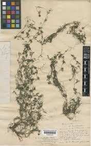 Attēlu rezultāti vaicājumam “Batrachium circinatum leaf”