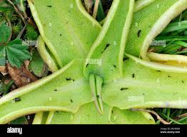 Attēlu rezultāti vaicājumam “Pinguicula vulgaris leaf”