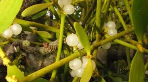 Attēlu rezultāti vaicājumam “Viscum album fruit”