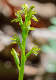 Attēlu rezultāti vaicājumam “Corallorhiza trifida flower”