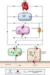 JCI - Gut instincts: CYP3A4 and intestinal drug metabolism