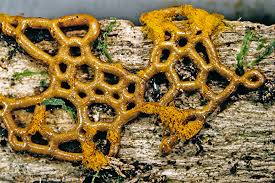 Attēlu rezultāti vaicājumam “Hemitrichia serpula macro”