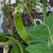 Attēlu rezultāti vaicājumam “Pisum sativum leaf”