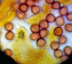 Attēlu rezultāti vaicājumam “Lignydium muscorum macro”