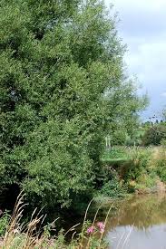 Attēlu rezultāti vaicājumam “Salix triandra”