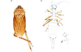 Attēlu rezultāti vaicājumam “Auchenorrhyncha”