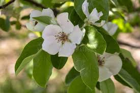 Attēlu rezultāti vaicājumam “Cydonia oblonga flower”