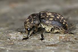 Attēlu rezultāti vaicājumam “Anthribus nebulosus”