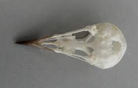 Image result for Seiurus noveboracensis