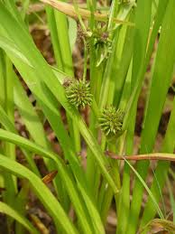 Attēlu rezultāti vaicājumam “Sparganium erectum aggr. fruit”
