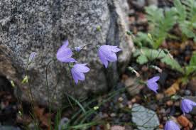 Attēlu rezultāti vaicājumam “Campanula rotundifolia flower”