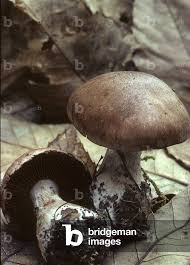 Attēlu rezultāti vaicājumam “Cortinarius praestans”