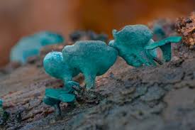 Attēlu rezultāti vaicājumam “Chlorociboria aeruginascens”